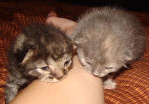 kittens3